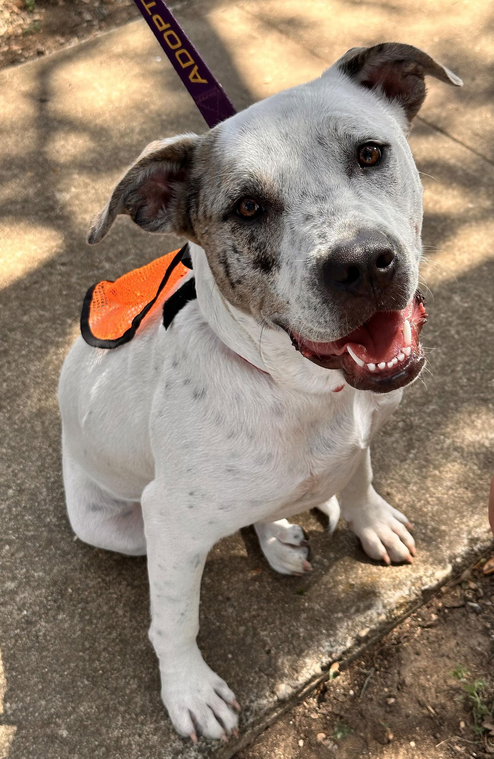 Harper May, a Adopted mixed breed in Pipe Creek, TX image 1/3