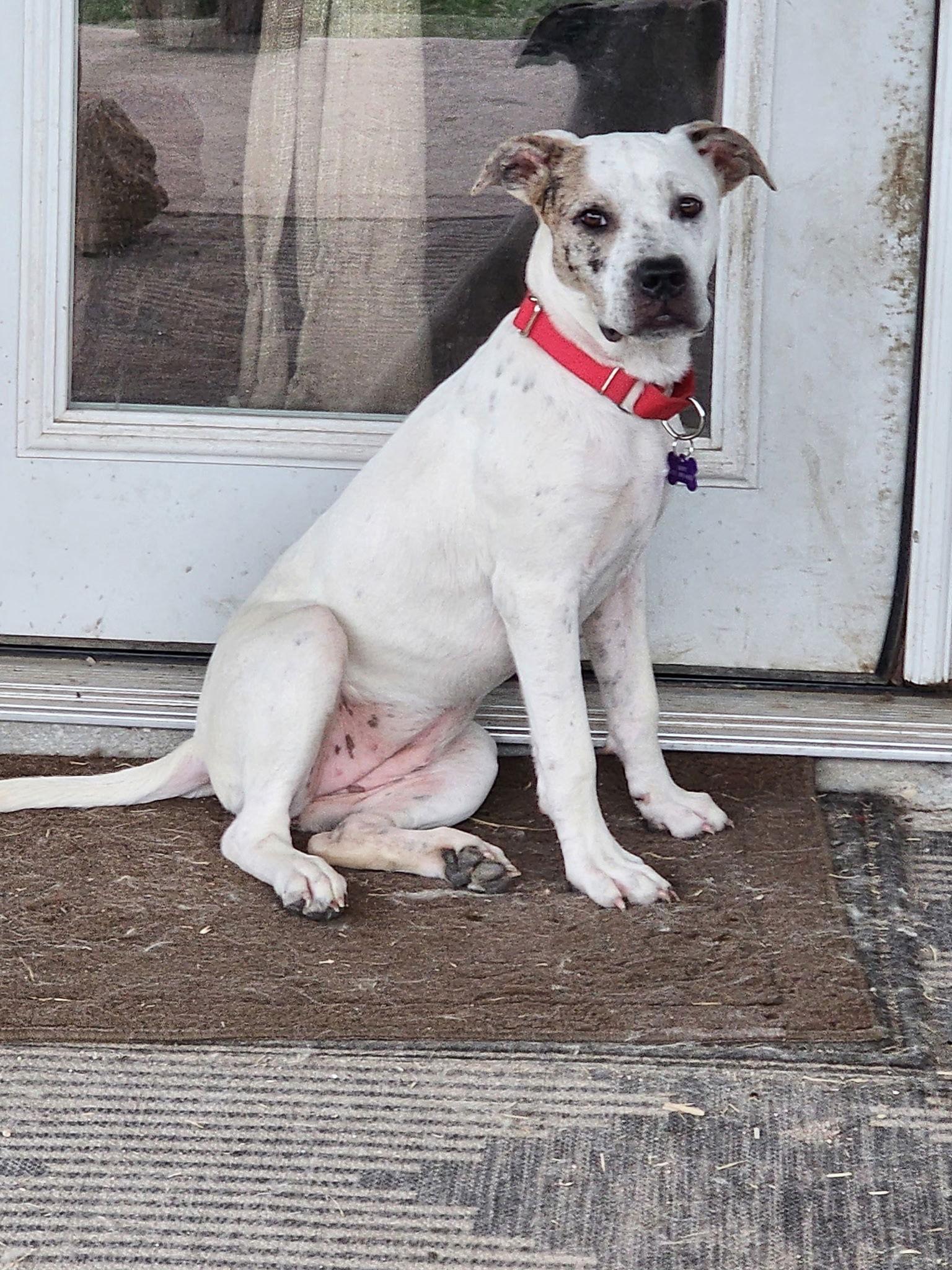 Harper May, a Adopted mixed breed in Pipe Creek, TX image 2/3