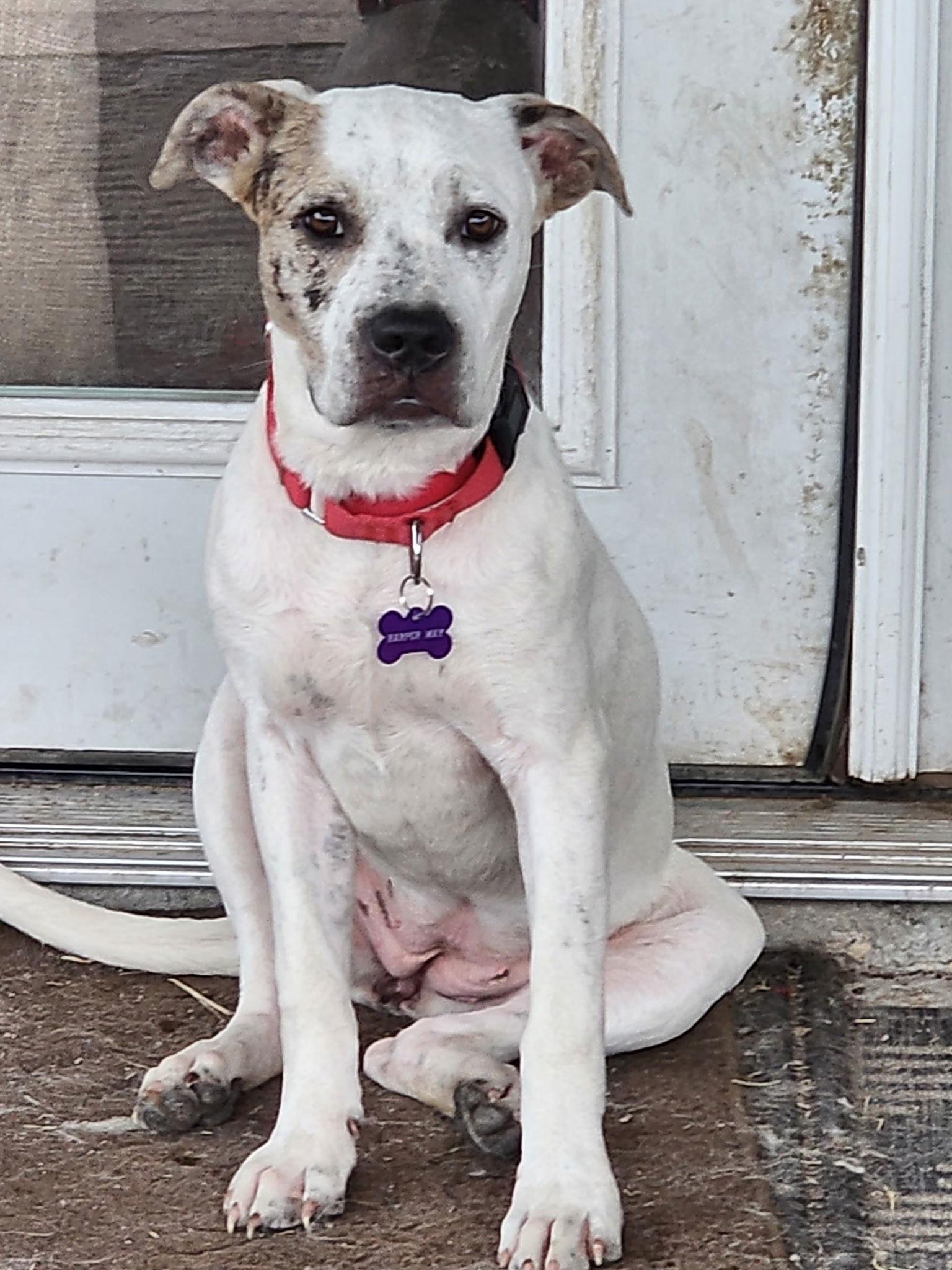 Harper May, a Adopted mixed breed in Pipe Creek, TX image 3/3