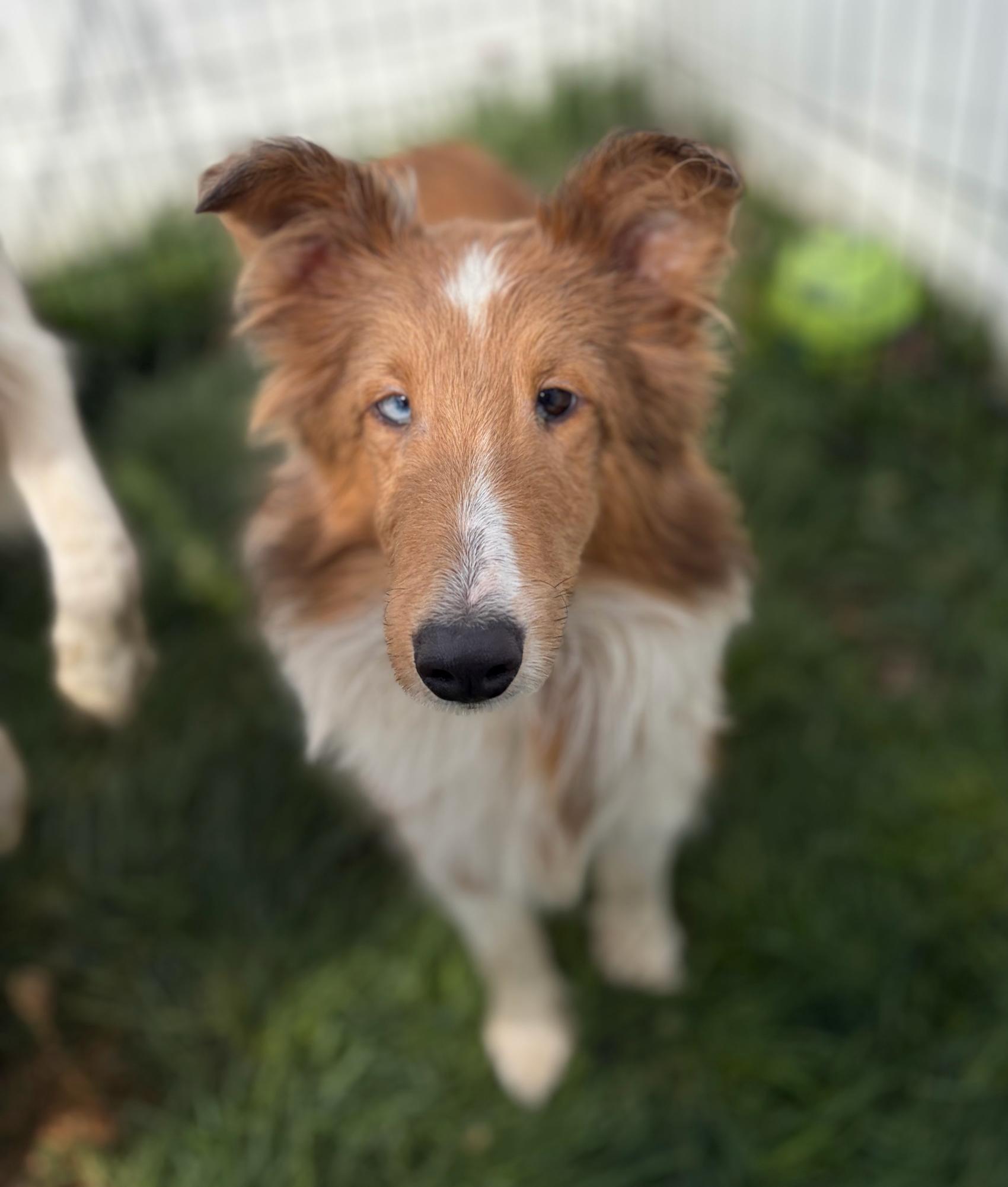 Enlarge Michael, an adopted Shetland Sheepdog / Sheltie in Clarksburg, MD image 2/2