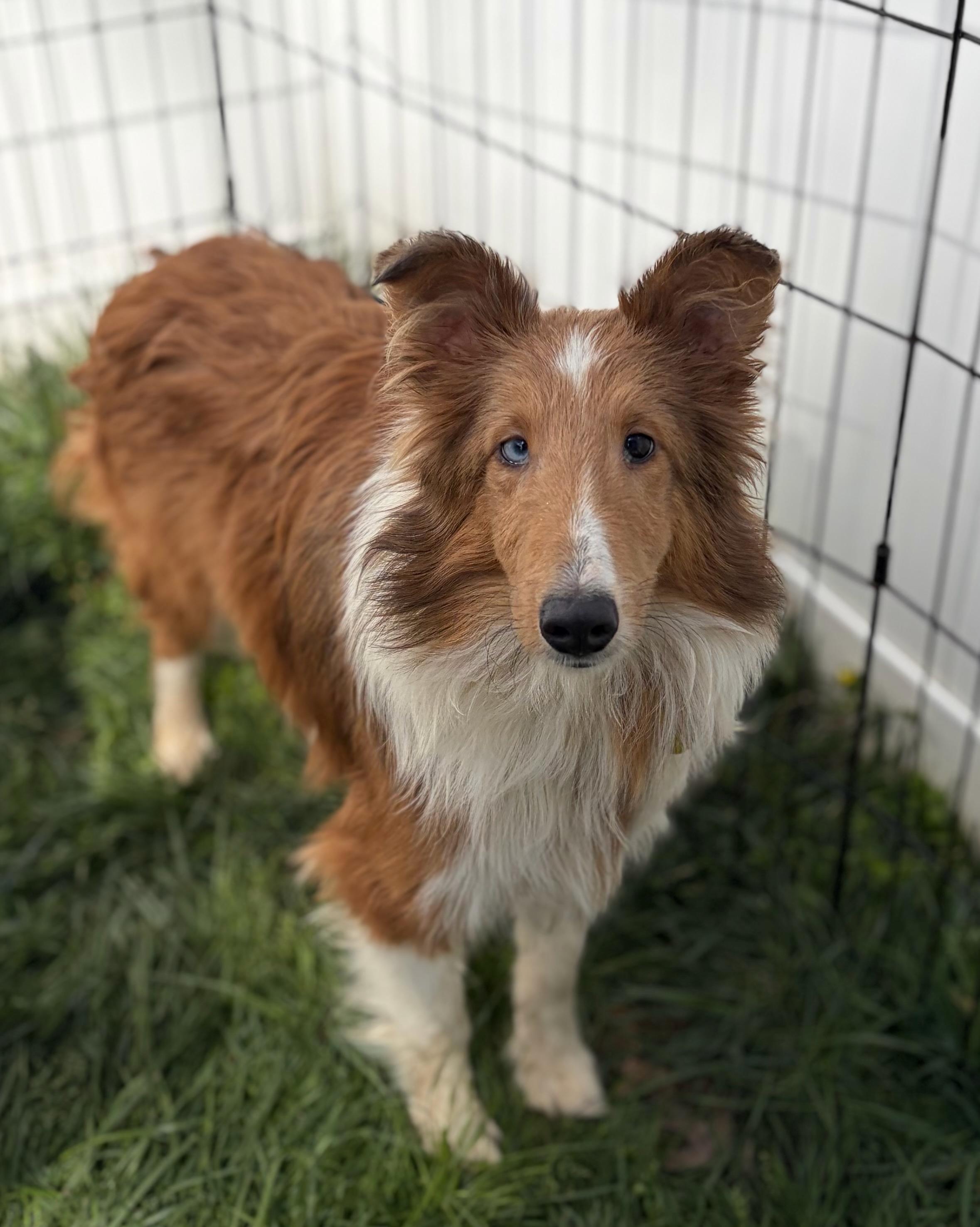 Enlarge Michael, an adopted Shetland Sheepdog / Sheltie in Clarksburg, MD image 1/2