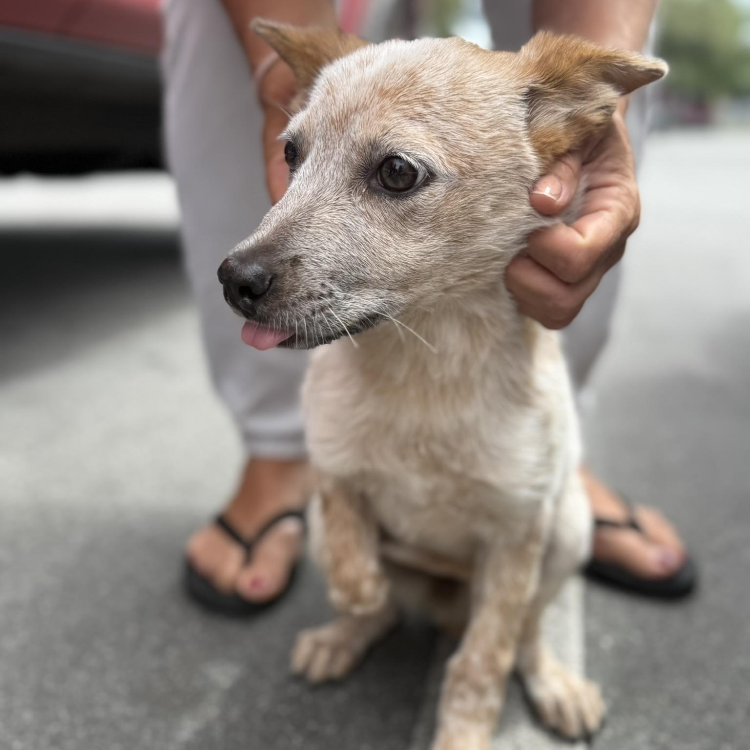 Rue, adopted, Puppy Female Cattle Dog.