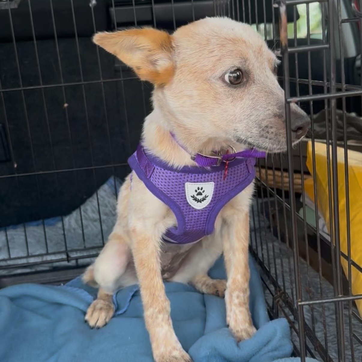 Rue, an adopted mixed breed in San Diego, CA image 3/4