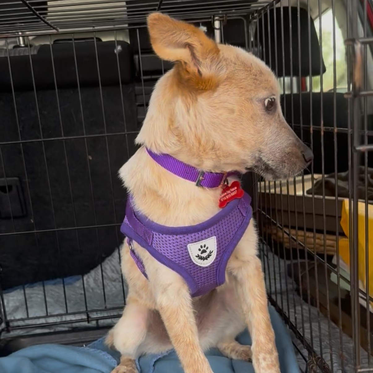 Rue, an adopted mixed breed in San Diego, CA image 2/4
