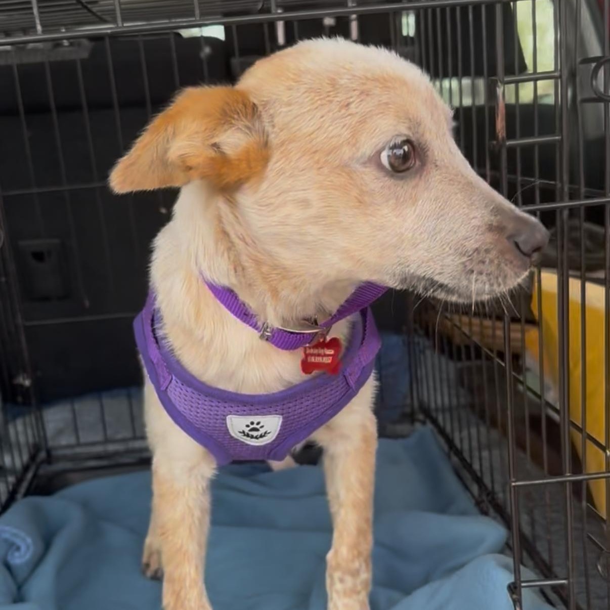 Rue, an adopted mixed breed in San Diego, CA image 4/4