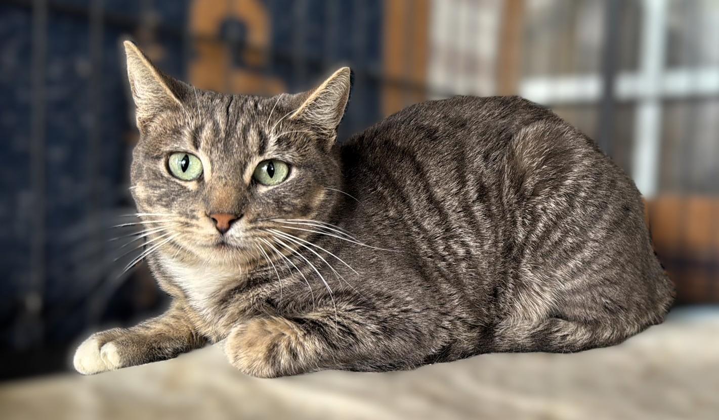 Zoe, a Adoptable mixed breed image 5/6