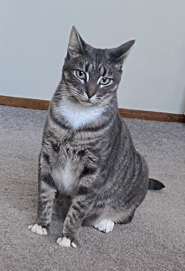 Zoe, Adoptable, Young Female American Shorthair & Domestic Short Hair.