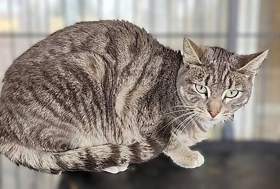 Zoe, a Adoptable mixed breed image 4/6