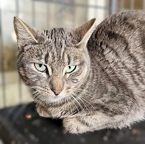 Zoe, a Adoptable mixed breed image 3/6