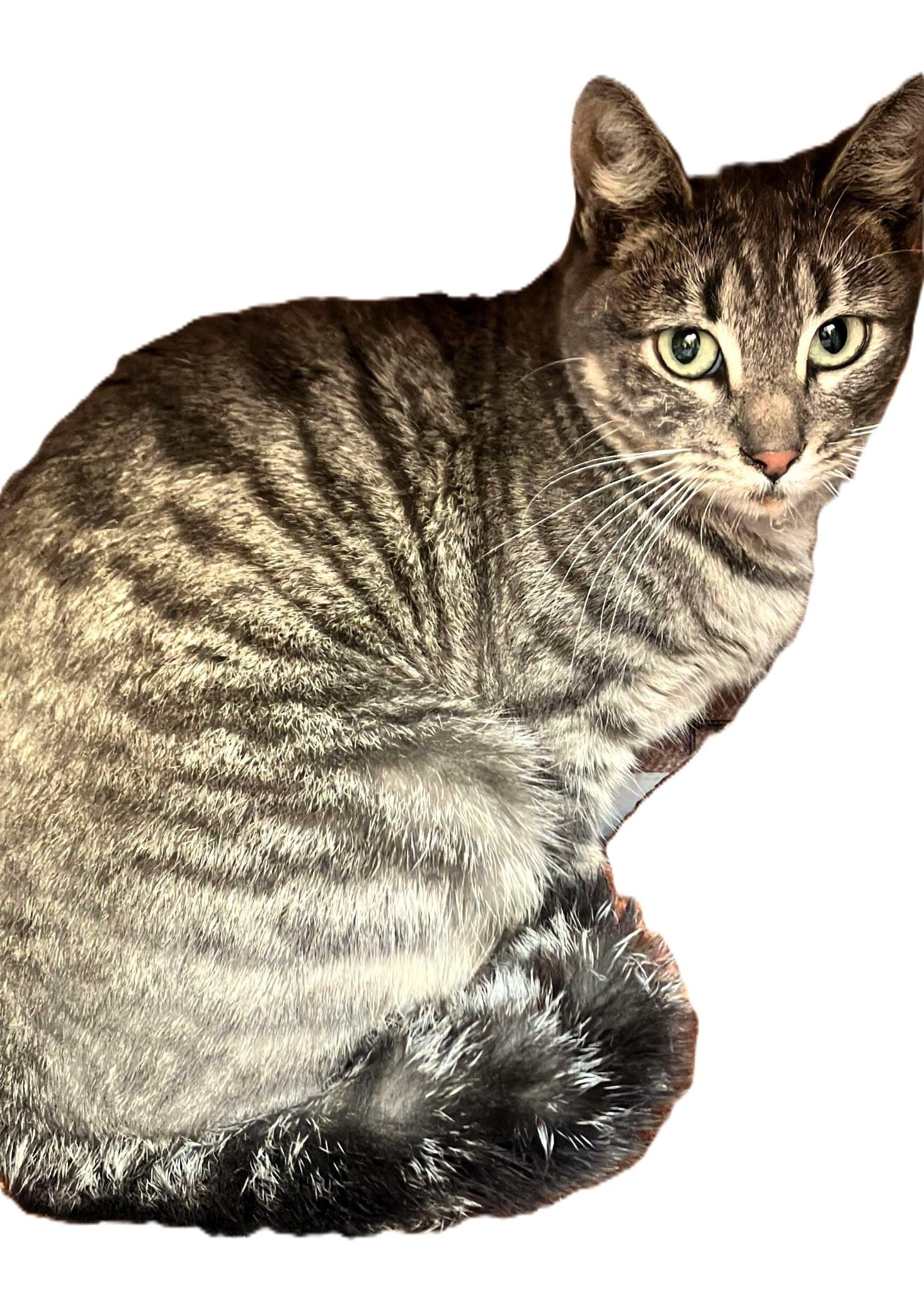 Zoe, Young Female American Shorthair