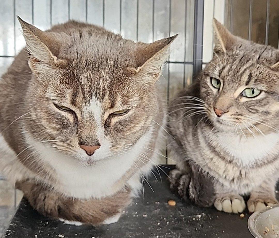 Zoe, a Adoptable mixed breed image 6/6