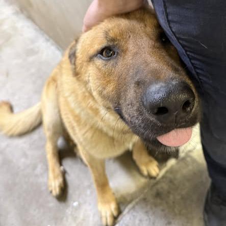 Enlarge 26-301 Tiger, a Adoptable German Shepherd Dog in Los Banos, CA image 1/3