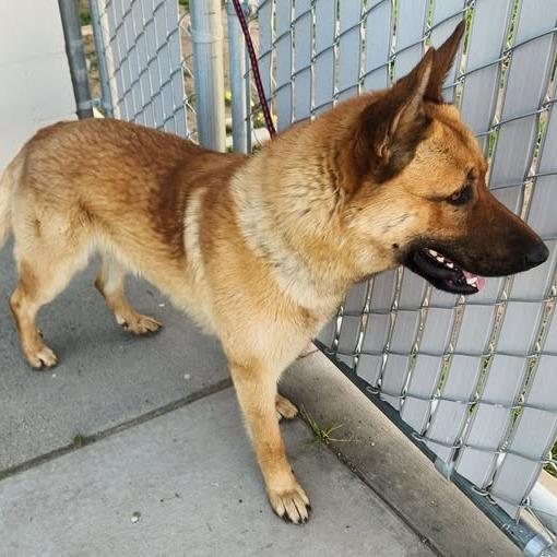 Enlarge 26-301 Tiger, a Adoptable German Shepherd Dog in Los Banos, CA image 3/3