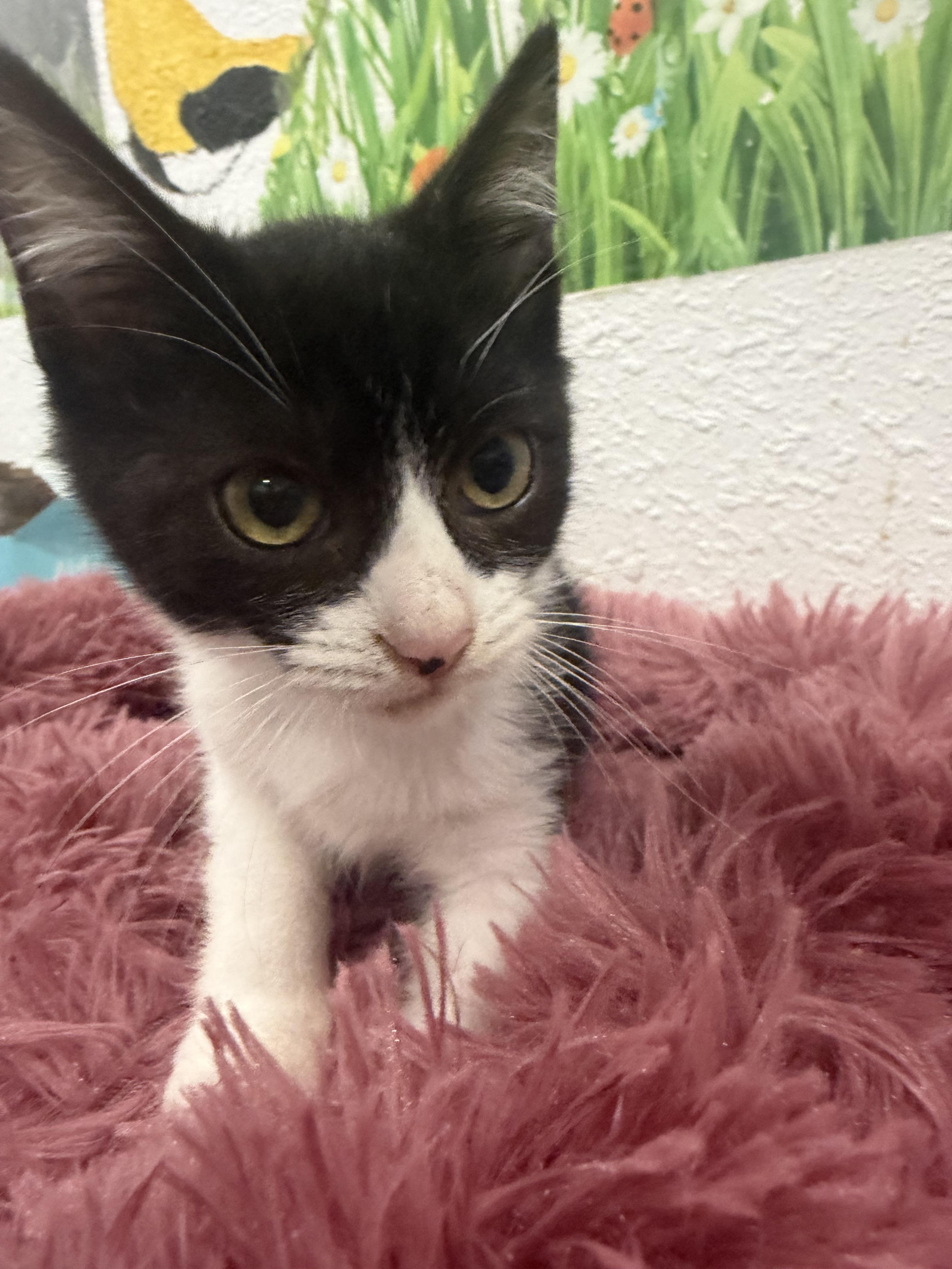 Enlarge Jinx, a Adopted Domestic Short Hair in Rio Linda, CA image 1/4