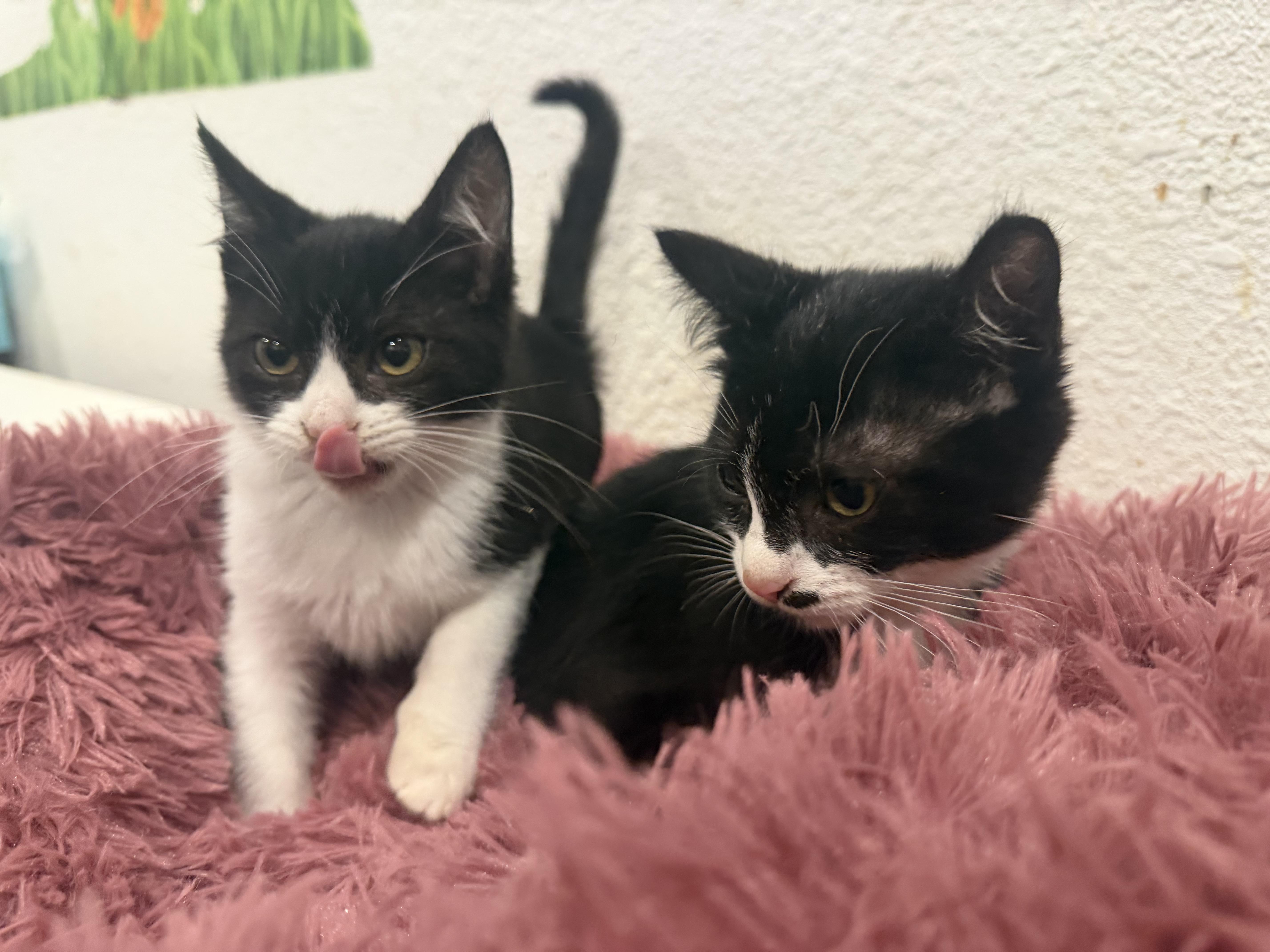 Enlarge Jinx, a Adopted Domestic Short Hair in Rio Linda, CA image 3/4