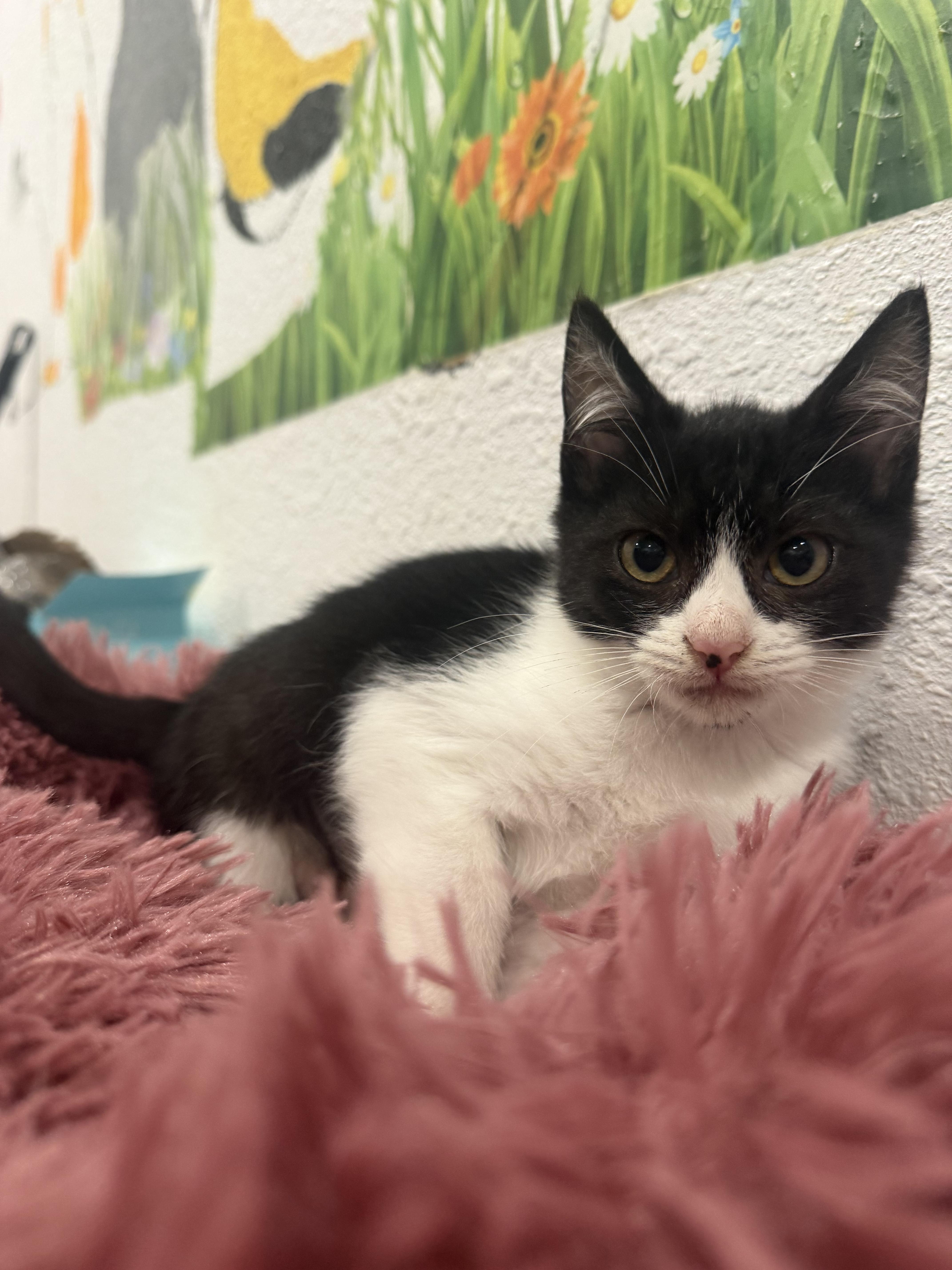 Enlarge Jinx, a Adopted Domestic Short Hair in Rio Linda, CA image 4/4