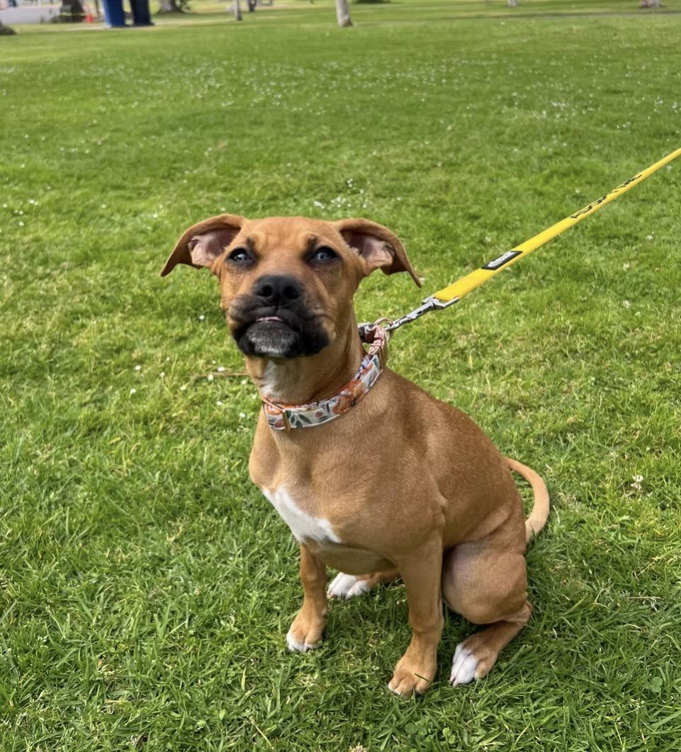 Tala, ADOPTABLE, Young Female Boxer.