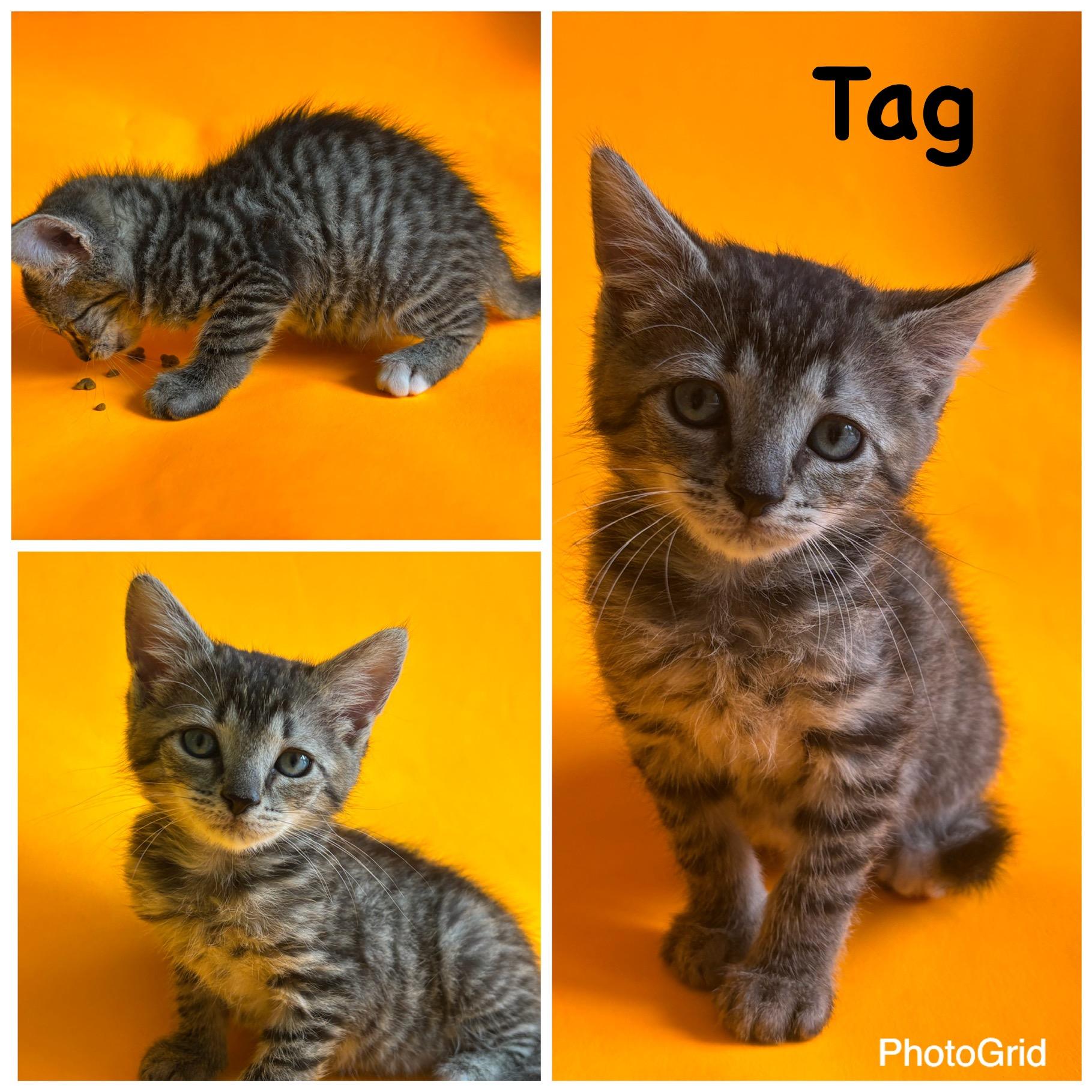 Tag(foster care), Young Male Domestic Short Hair