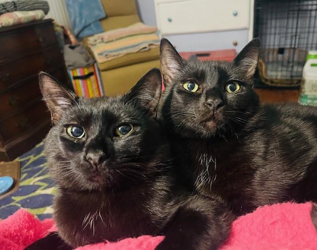 Vince, Adopted, Adult Male Domestic Short Hair.