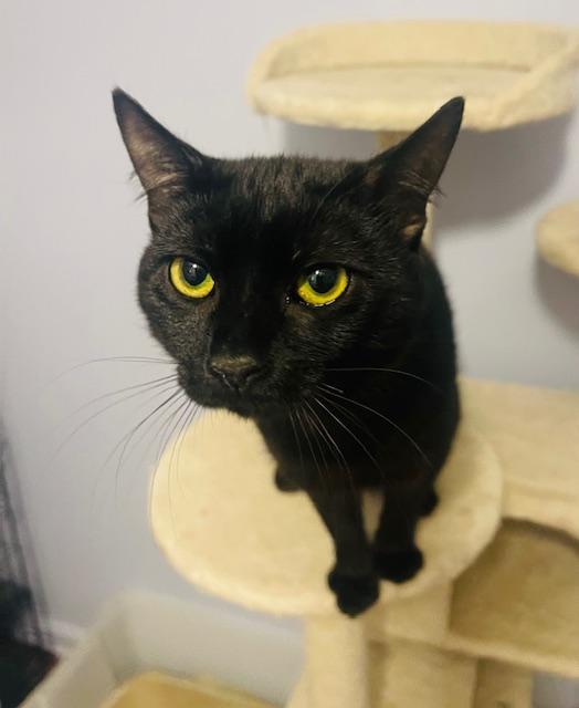 Vince, a Adopted Domestic Short Hair in Gainesville, GA image 4/6