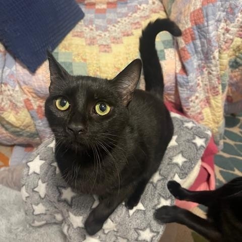 Vince, Adopted, Adult Male Domestic Short Hair.