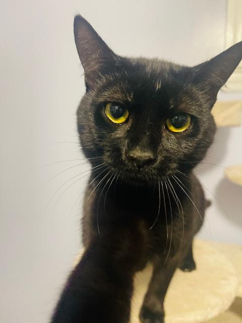 Vince, a Adopted Domestic Short Hair in Gainesville, GA image 2/6