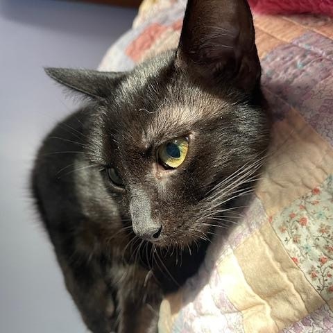 Vince, a Adopted Domestic Short Hair in Gainesville, GA image 3/6