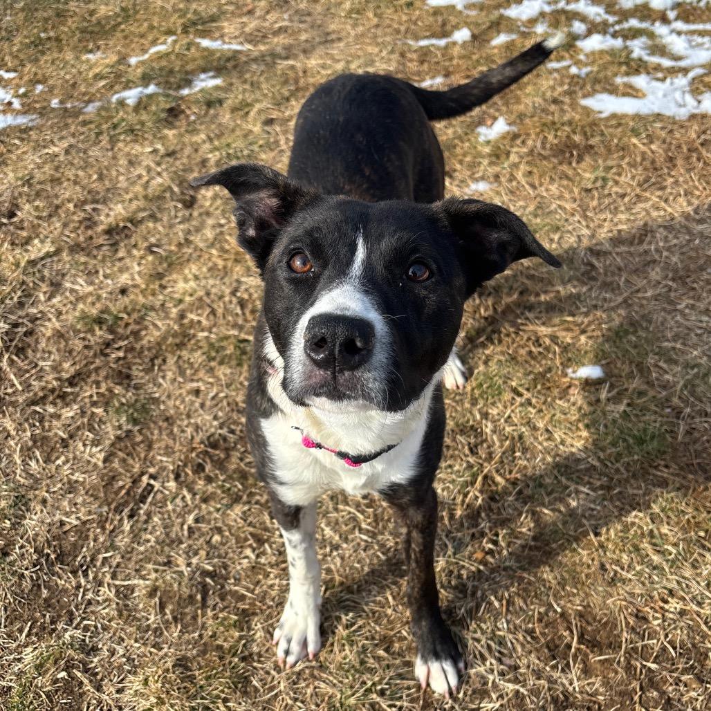 Frannie, Adoptable, Young Female Border Collie.
