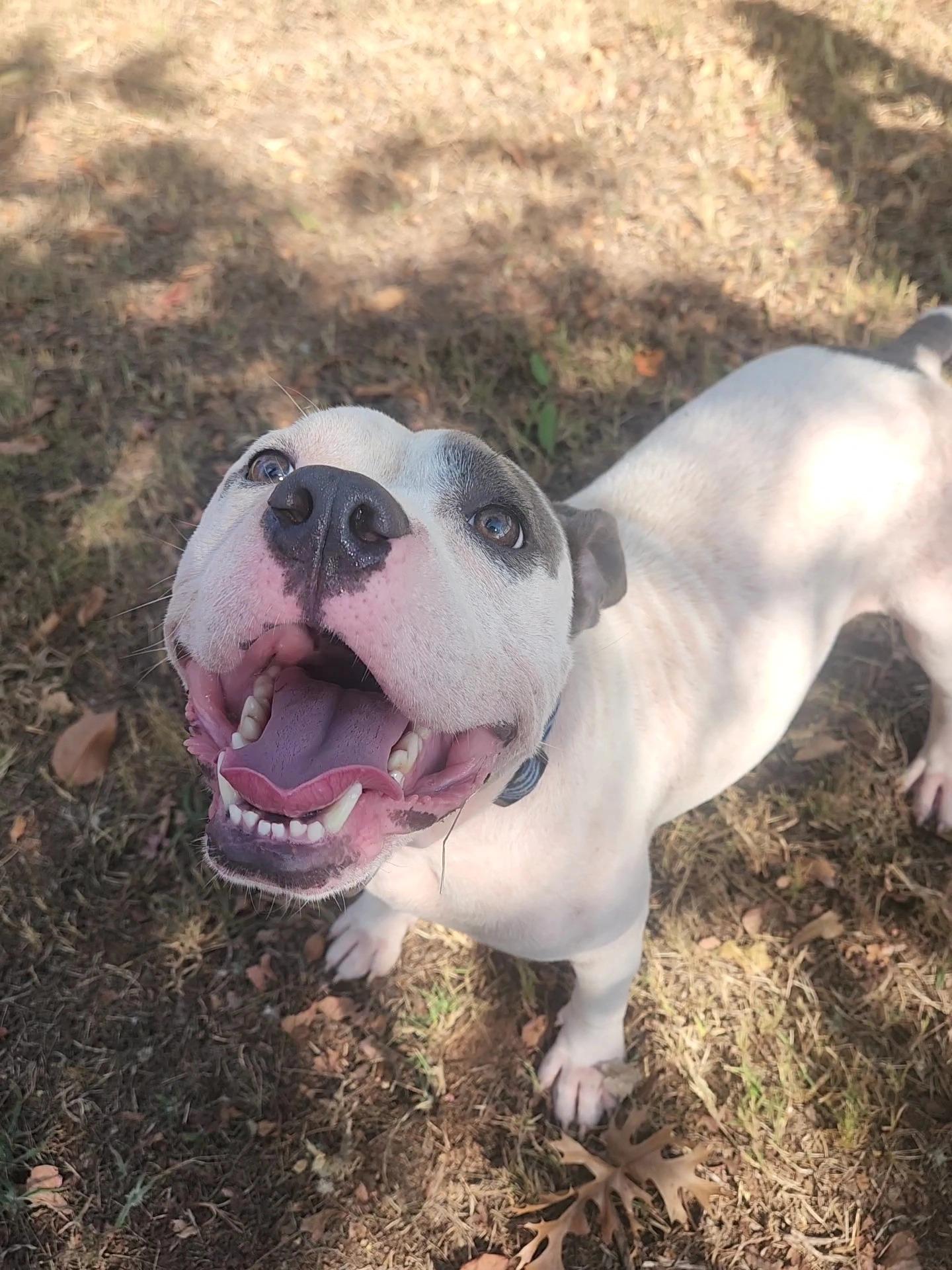 Petey, Adoptable, Young Male Pit Bull Terrier.
