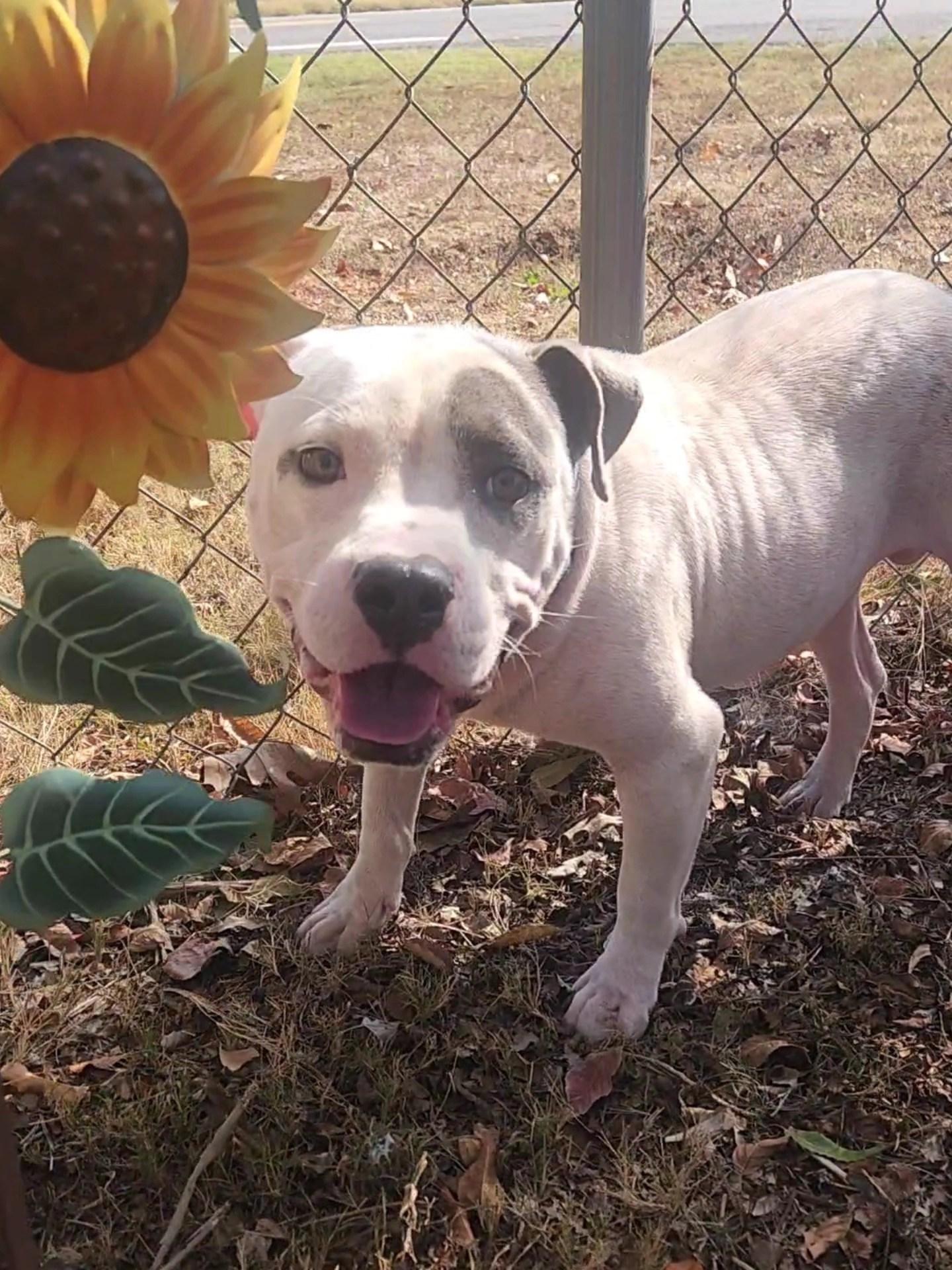 Enlarge Petey, a Adoptable Pit Bull Terrier in Greensboro, AL image 2/3