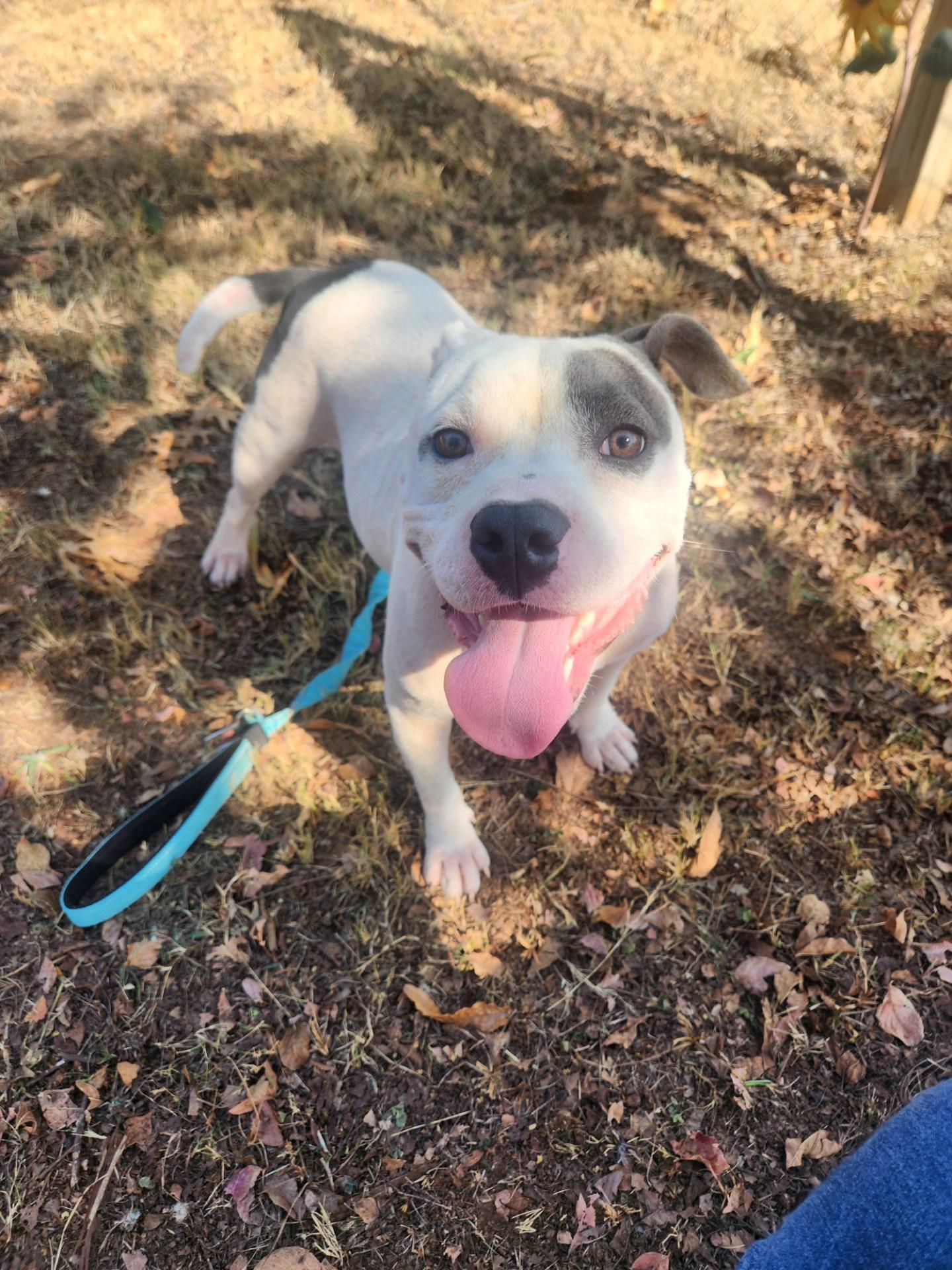 Enlarge Petey, a Adoptable Pit Bull Terrier in Greensboro, AL image 3/3