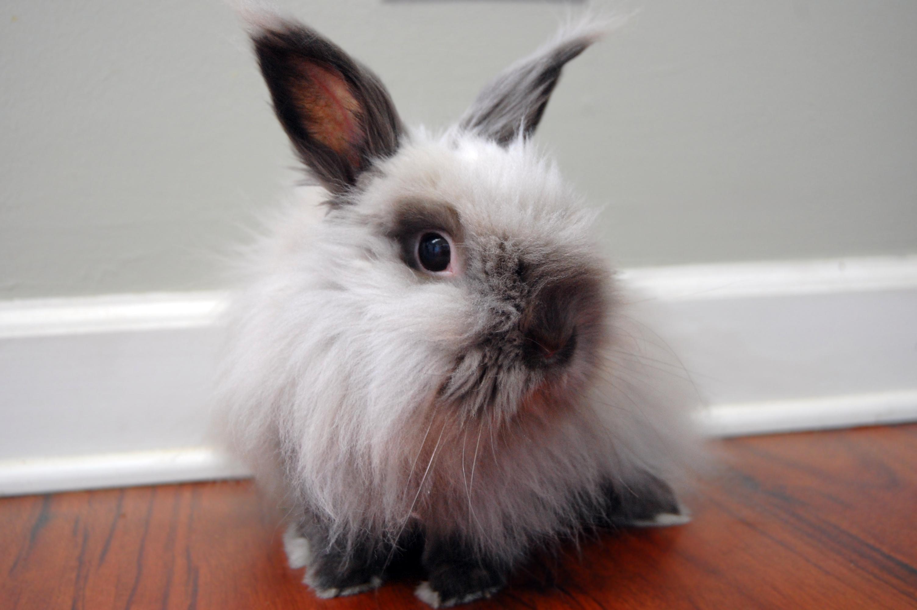 Harry Styles, Adoptable, Senior Male Lionhead.