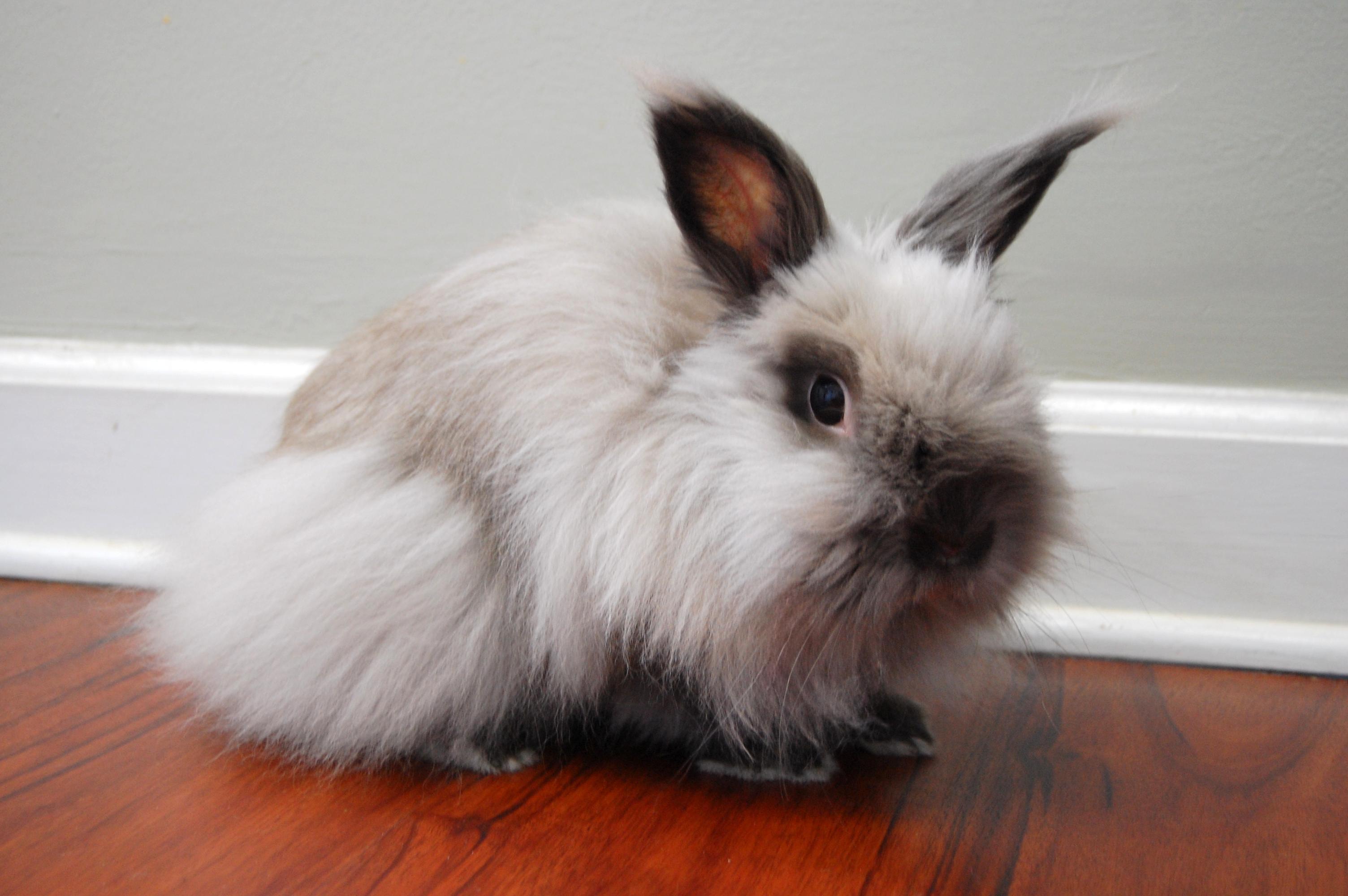Enlarge Harry Styles, a Adoptable Lionhead in Libertyville, IL image 2/2