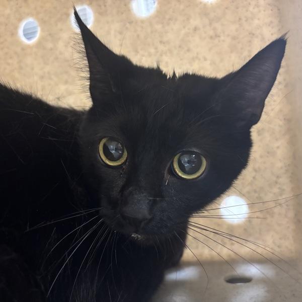 Working Cat - Clematis, Adoptable, Adult Female Domestic Short Hair.
