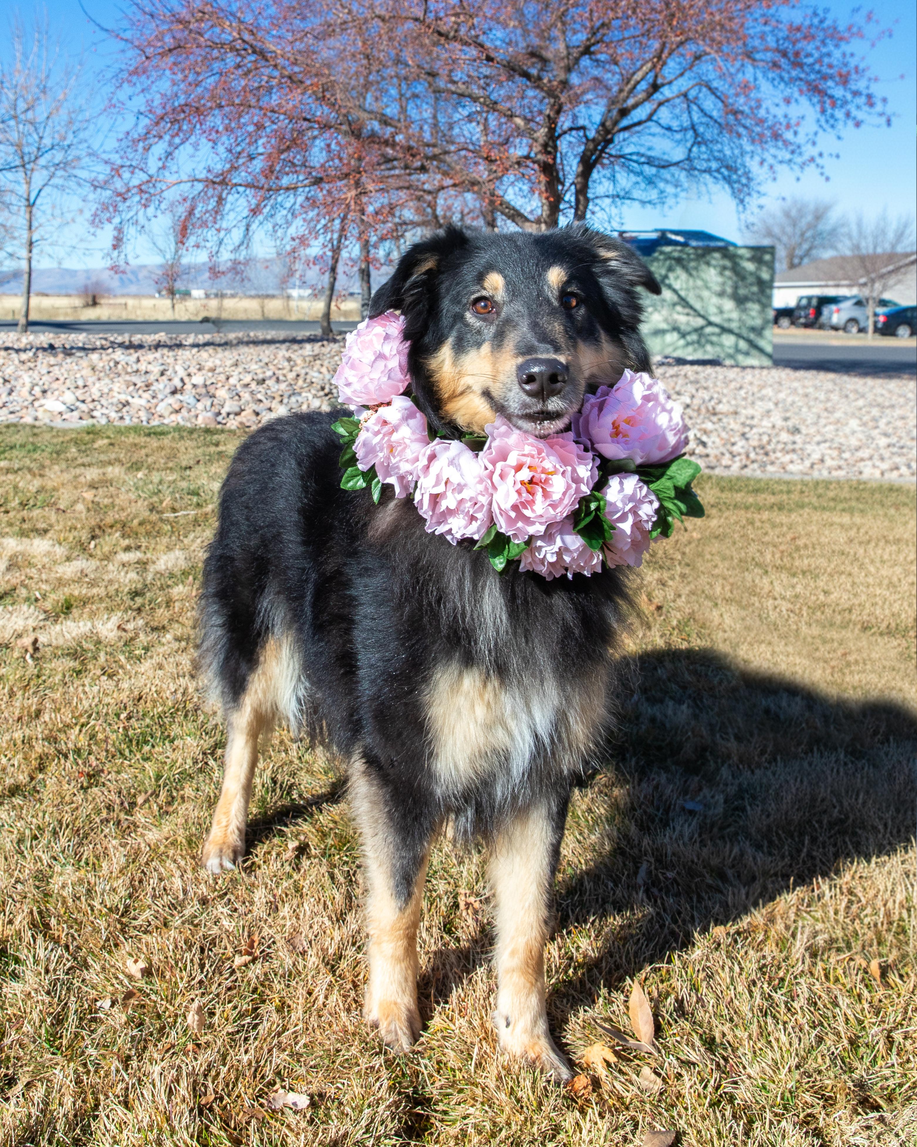 Enlarge Lassie (92071), an adopted mixed breed in Spanish Fork, UT image 1/1