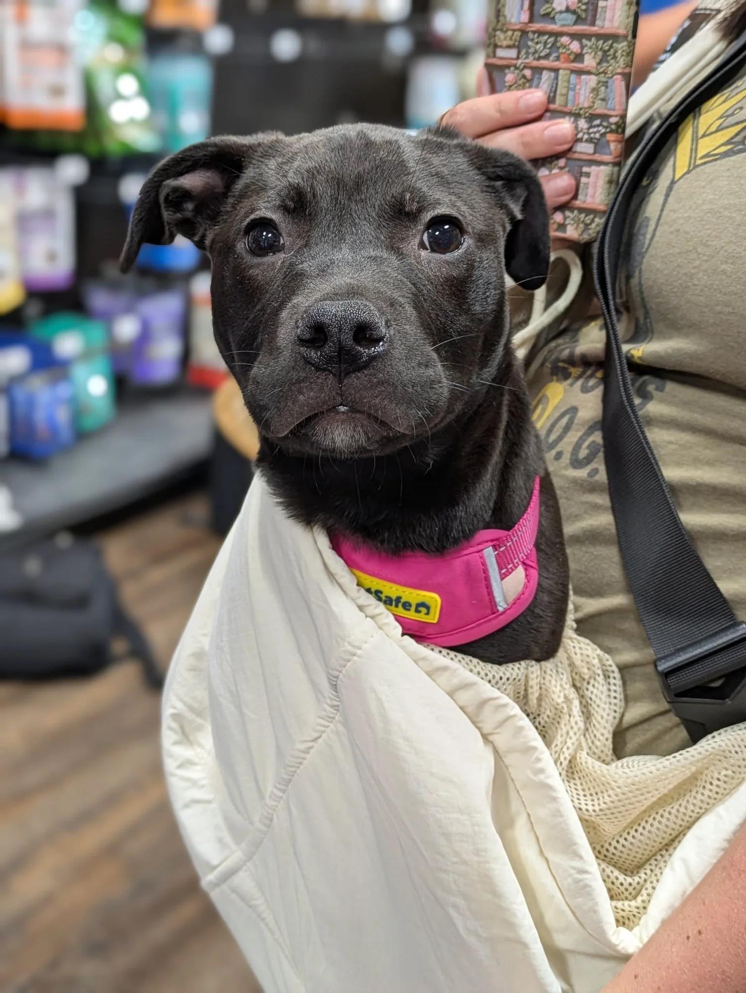 Dahlia, an adopted Mixed Breed in Huntsville, AL image 6/6