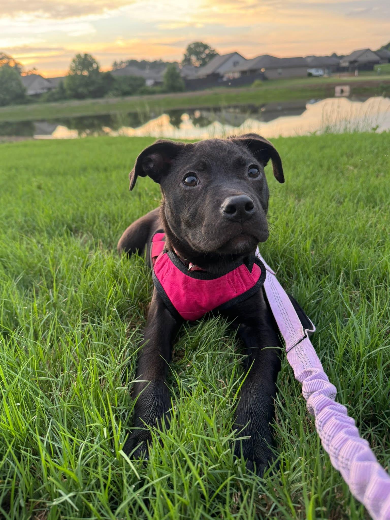 Dahlia, an adopted Mixed Breed in Huntsville, AL image 2/6