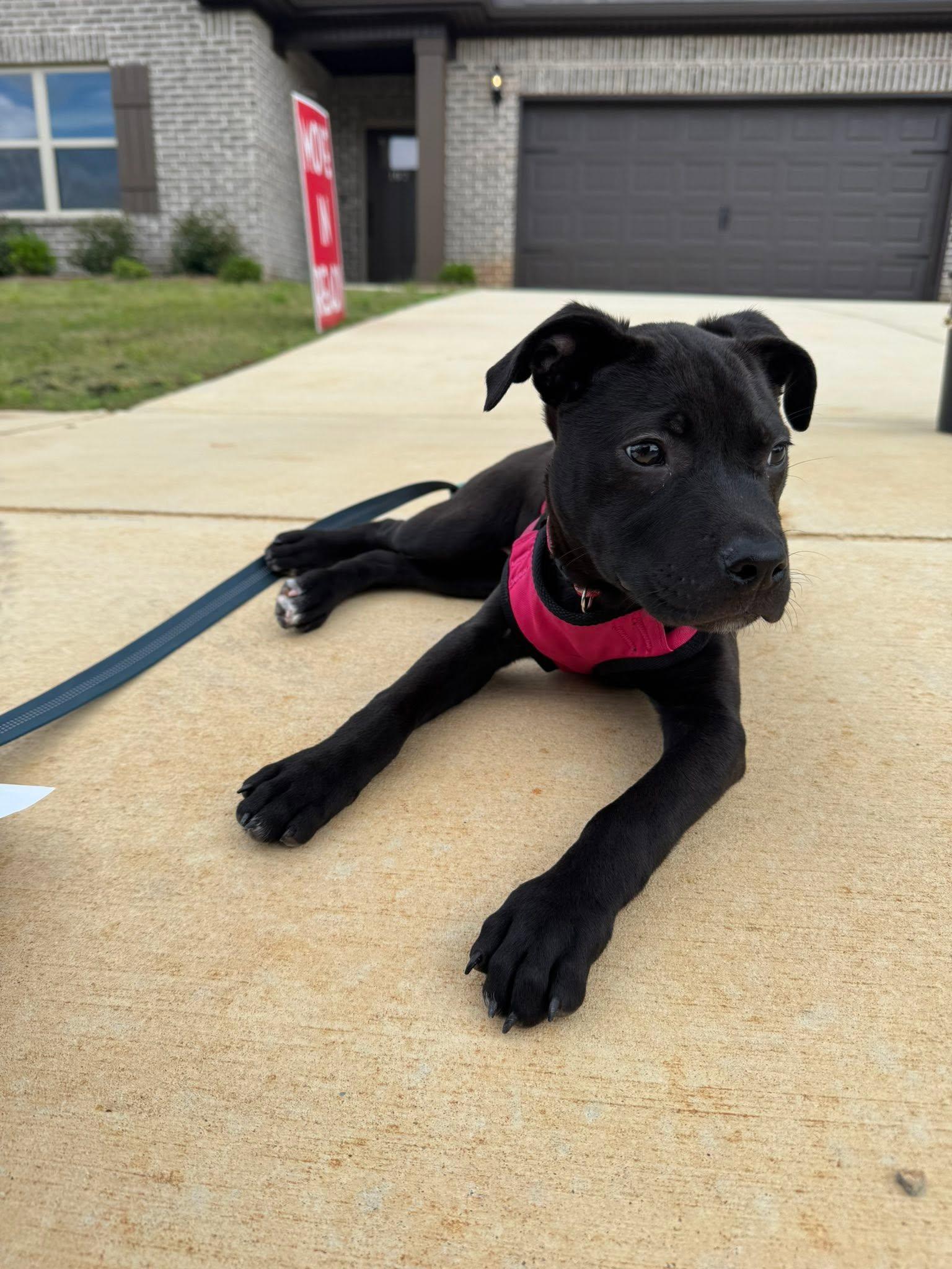 Dahlia, an adopted Mixed Breed in Huntsville, AL image 4/6