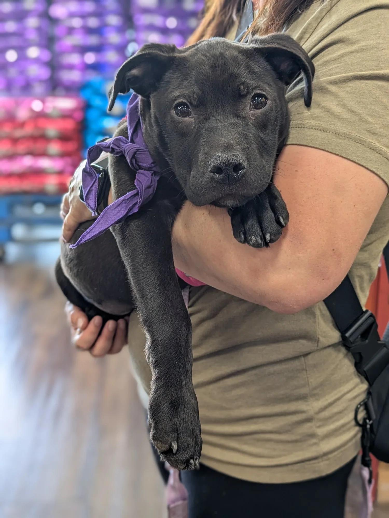 Dahlia, adopted, Puppy Female Mixed Breed.