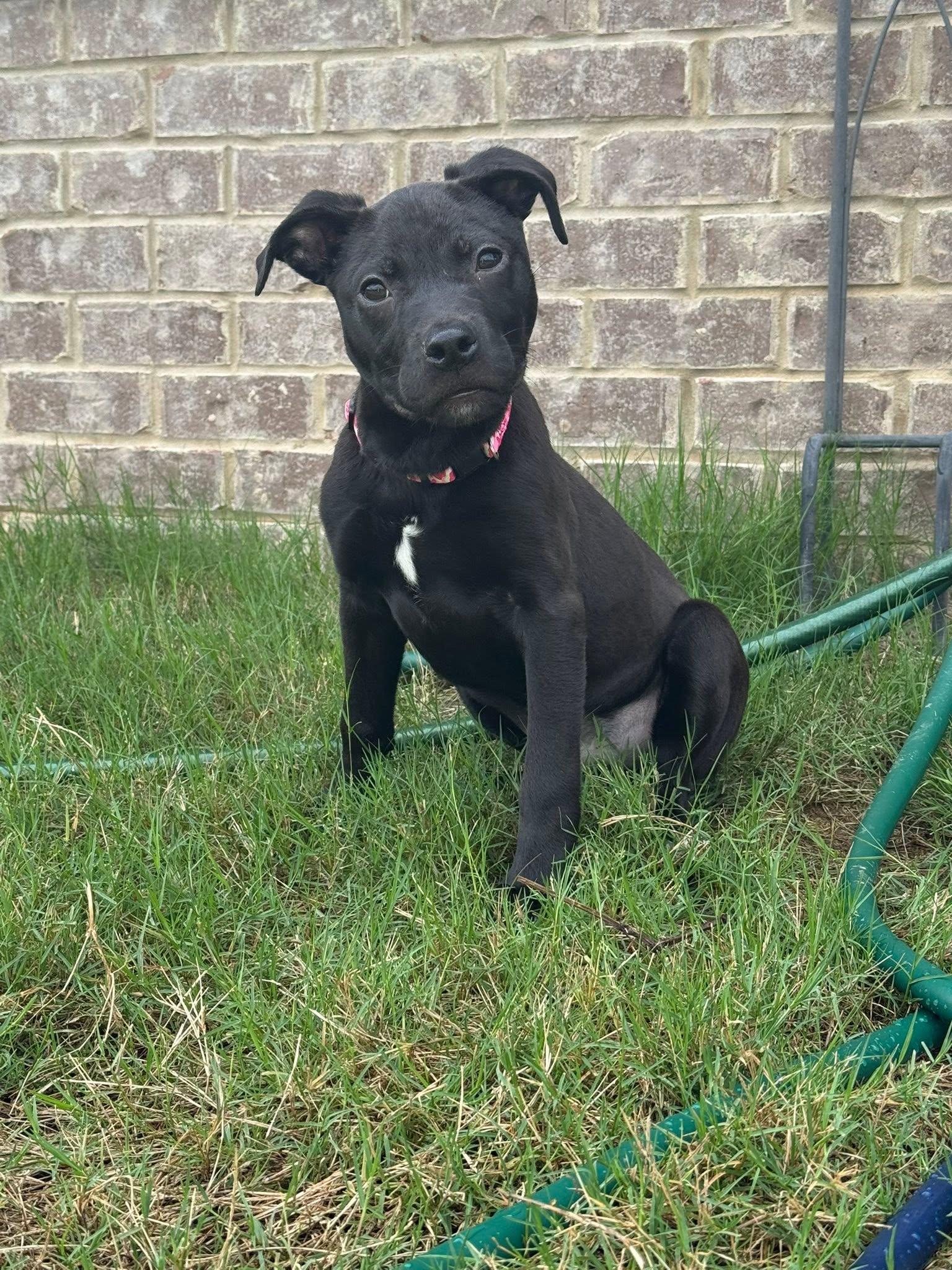 Dahlia, an adopted Mixed Breed in Huntsville, AL image 5/6