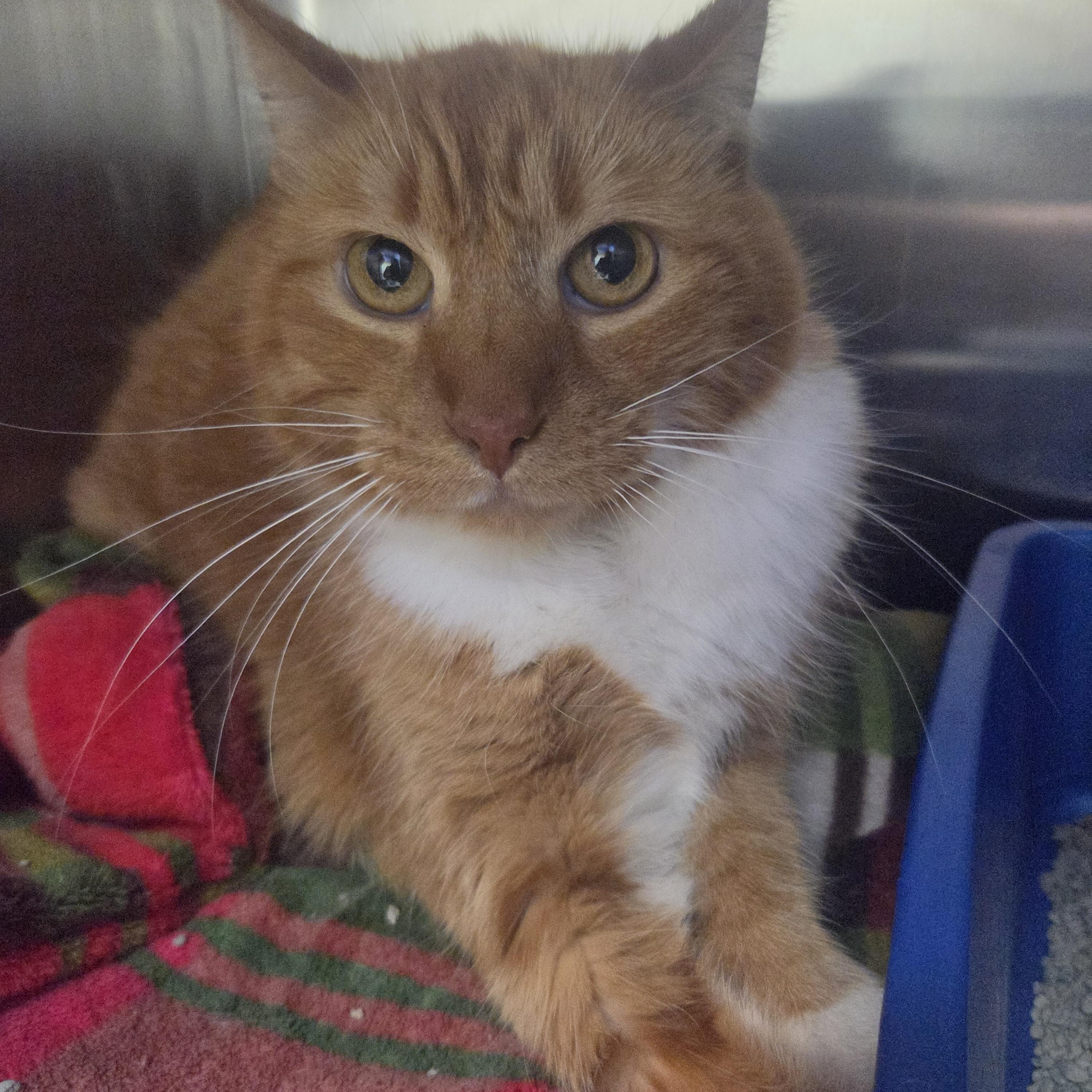 Ginny, Adoptable, Senior Female Domestic Short Hair.