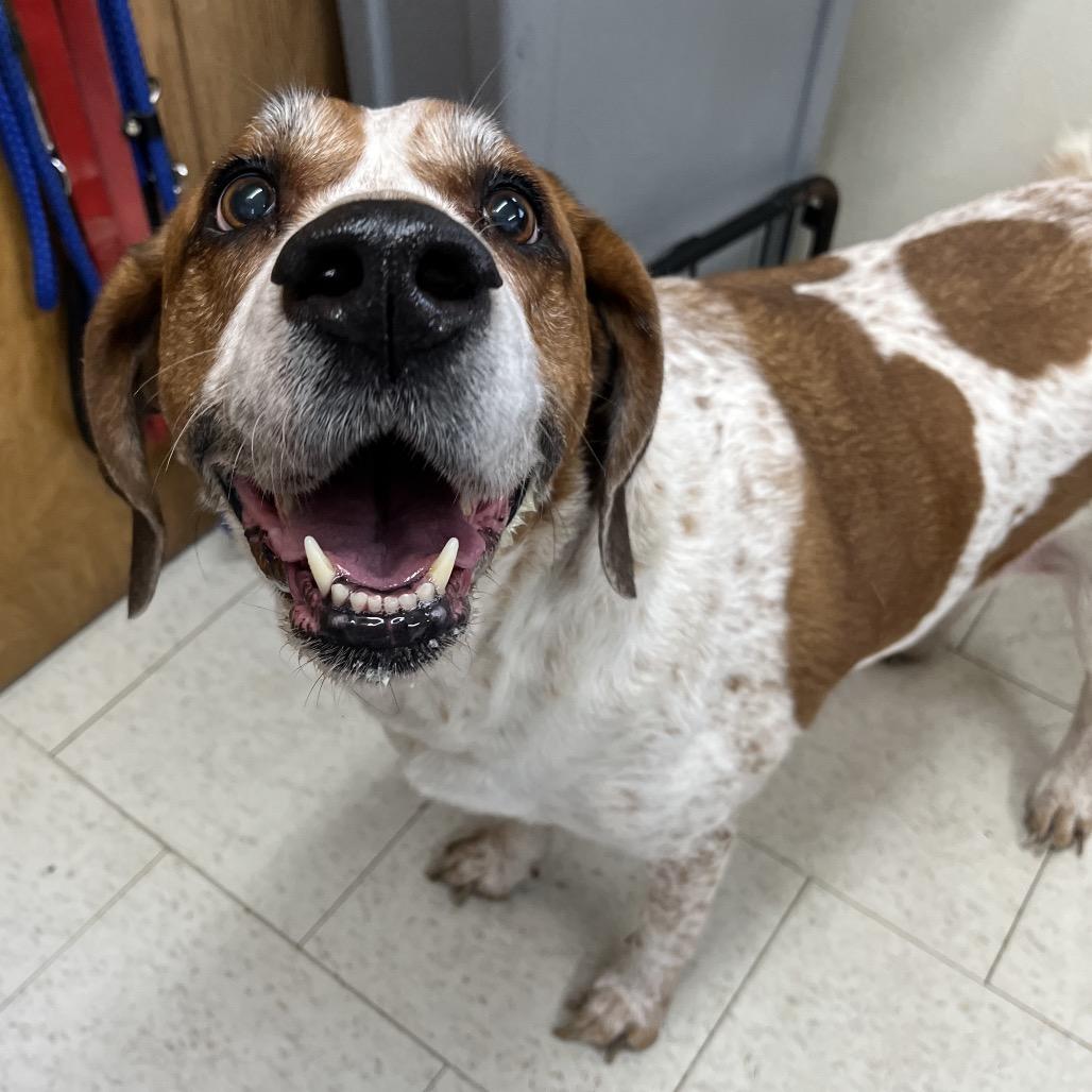 Tonka, Adoptable, Senior Female Mixed Breed.