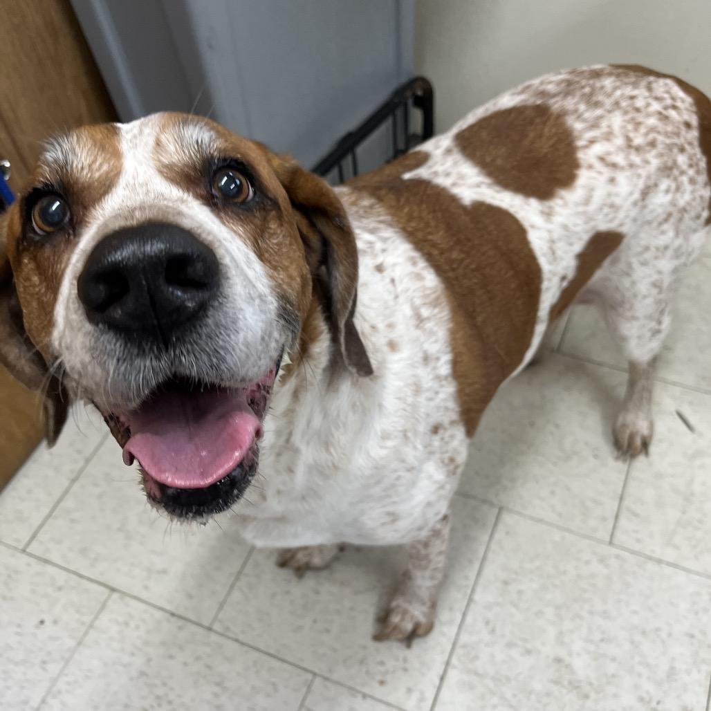 Enlarge Tonka, a Adoptable Mixed Breed in Columbiana, AL image 2/2