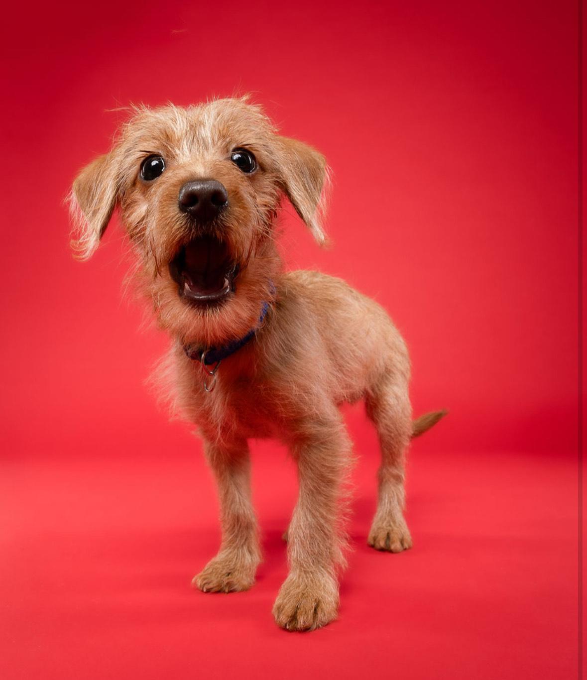 Wookie, an adoptable Chihuahua, Labradoodle in Miramar, FL, 33027 | Photo Image 4