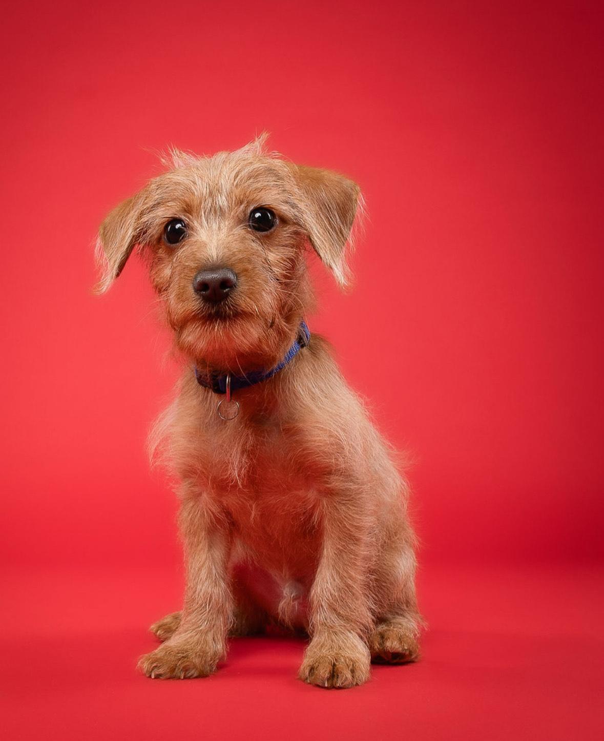Wookie, an adoptable Chihuahua, Labradoodle in Miramar, FL, 33027 | Photo Image 1