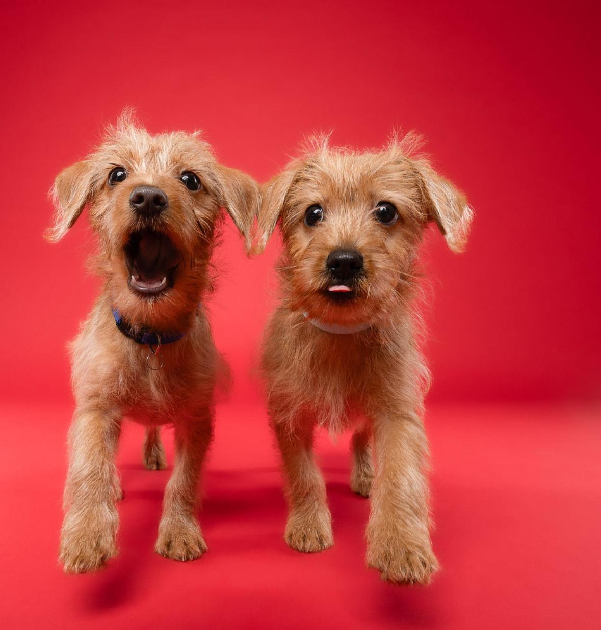 Wookie, an adoptable Chihuahua, Labradoodle in Miramar, FL, 33027 | Photo Image 2