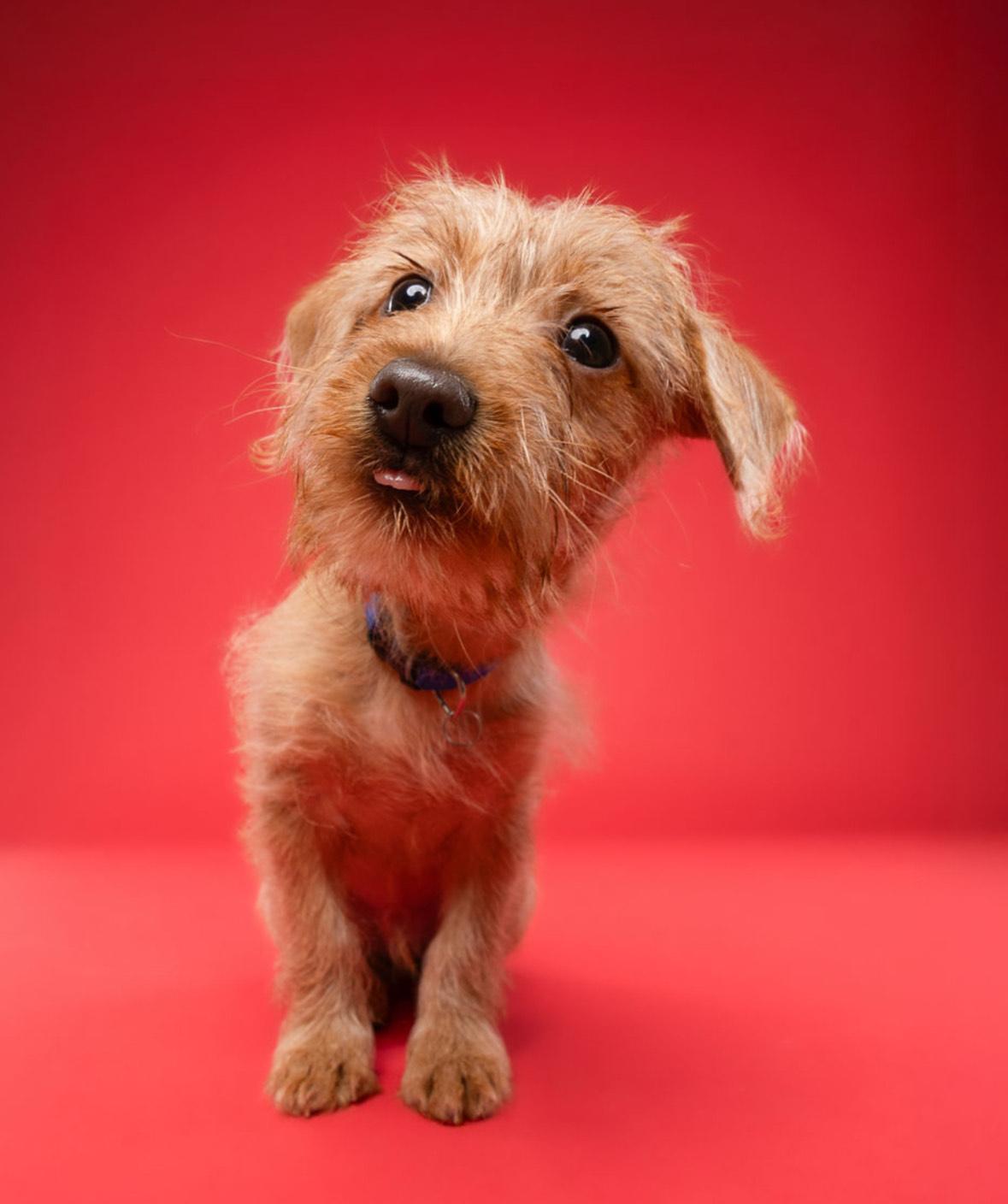 Wookie, an adoptable Chihuahua, Labradoodle in Miramar, FL, 33027 | Photo Image 3