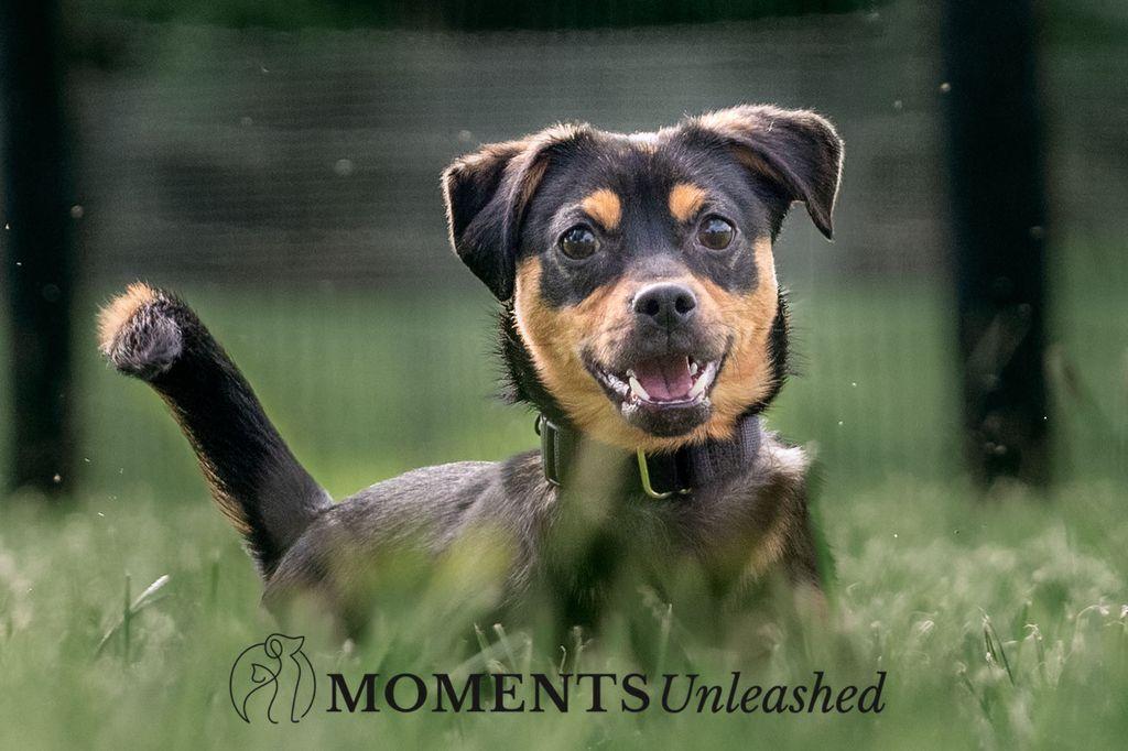 Frollo, a Adoptable mixed breed in Myakka City, FL image 3/4