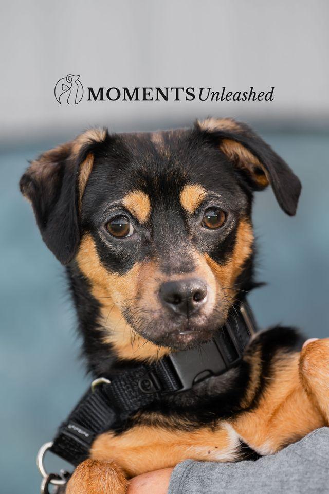 Frollo, Adoptable, Puppy Male Terrier.