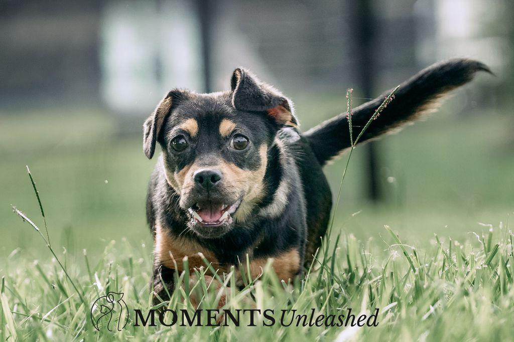 Frollo, a Adoptable mixed breed in Myakka City, FL image 4/4